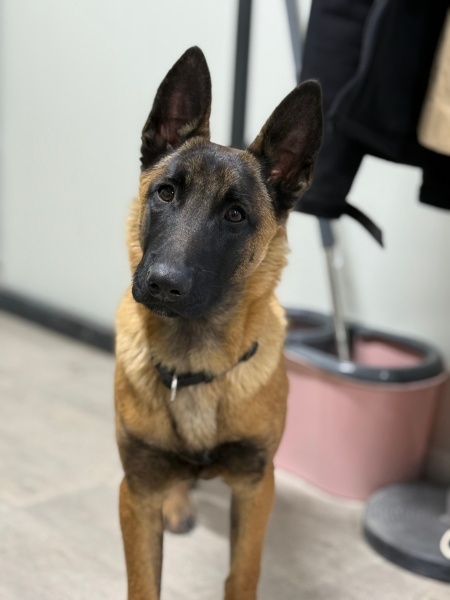 Belçika Malinois, Köpek  BÖRÜ fotoğrafı