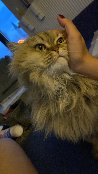 British Longhair, Kedi  Karamel fotoğrafı