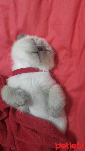 Scottish Fold, Kedi  SALEP fotoğrafı