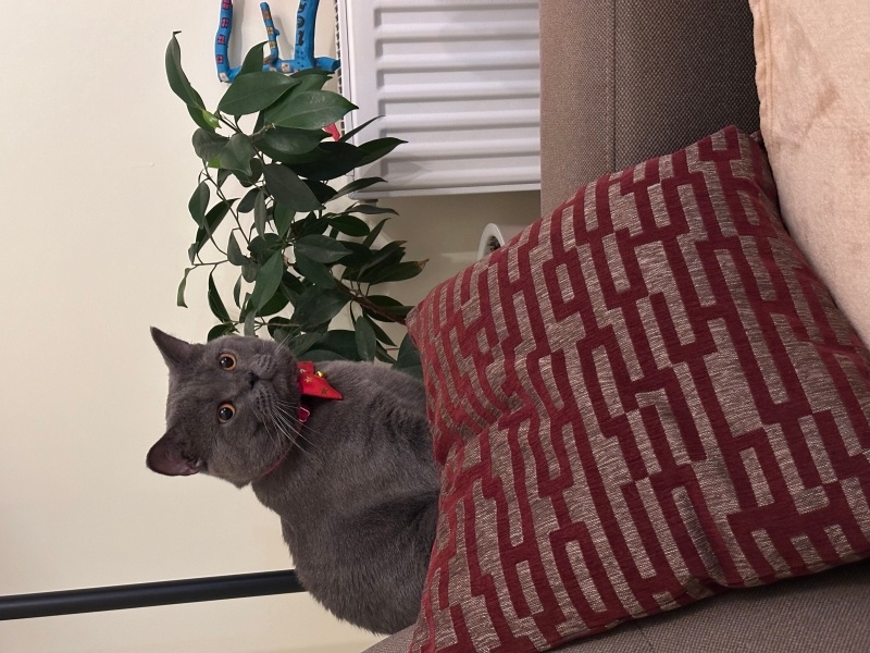 British Shorthair, Kedi  Duman fotoğrafı