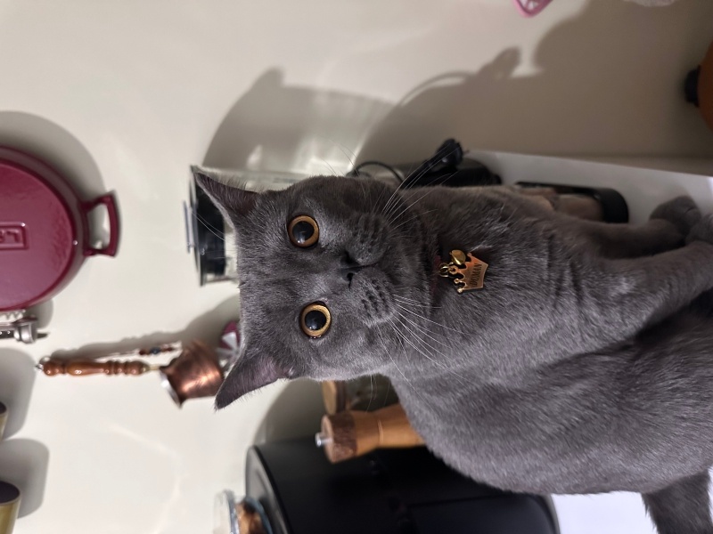 British Shorthair, Kedi  Duman fotoğrafı