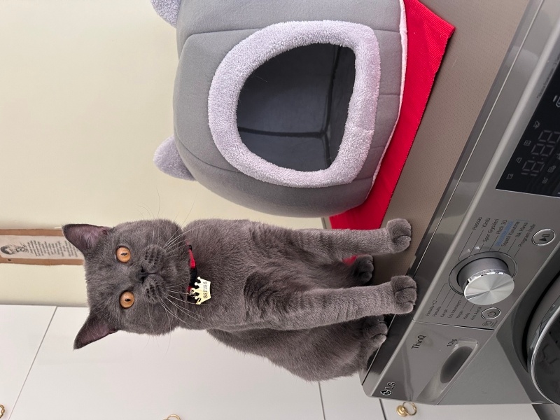 British Shorthair, Kedi  Duman fotoğrafı