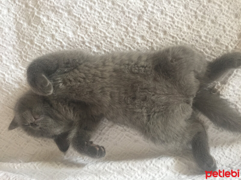 British Shorthair, Kedi  Lila fotoğrafı