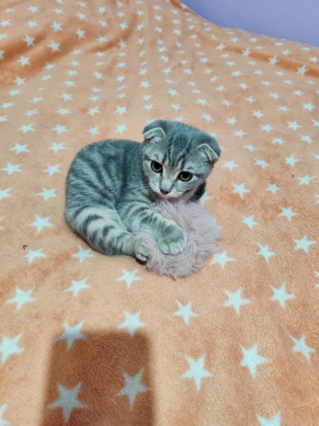 Scottish Fold, Kedi  Glory fotoğrafı