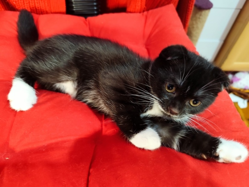 Scottish Fold, Kedi  Pablo fotoğrafı