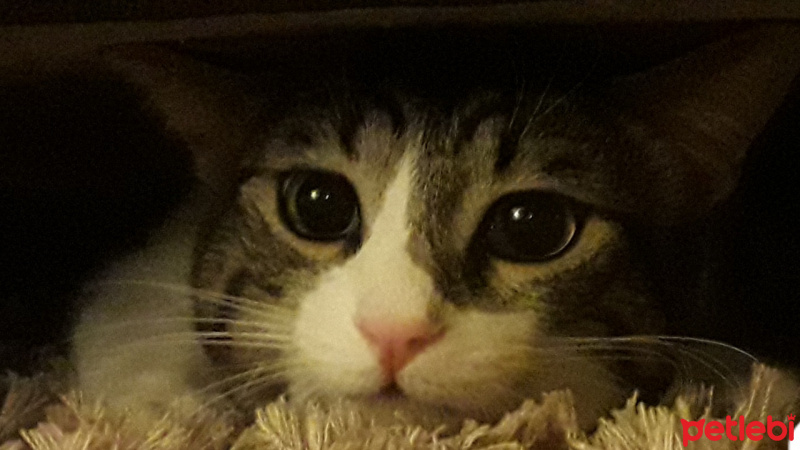 Tekir Kedi, Kedi  Paytiş fotoğrafı