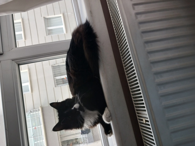 Snowshoe (Karayak), Kedi  Gece fotoğrafı