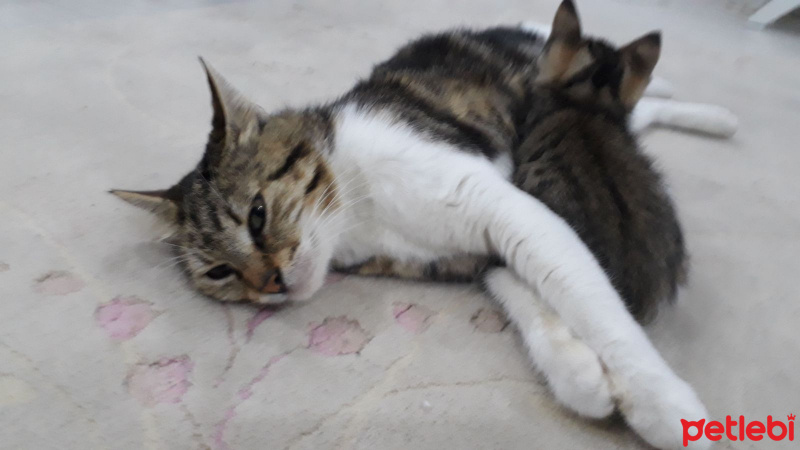 Tekir Kedi, Kedi  Choi fotoğrafı