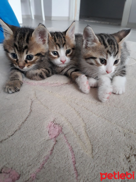 Tekir Kedi, Kedi  Choi fotoğrafı