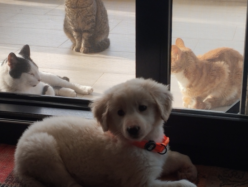 Great Phyrenees, Köpek  Pera fotoğrafı