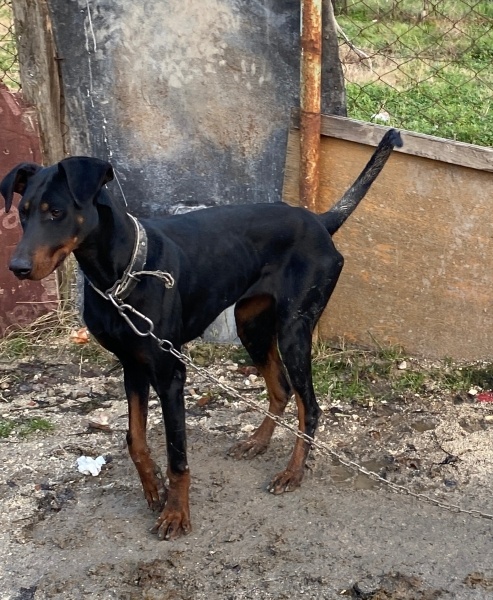 Doberman Pinscher, Köpek  Hera ve zeus fotoğrafı