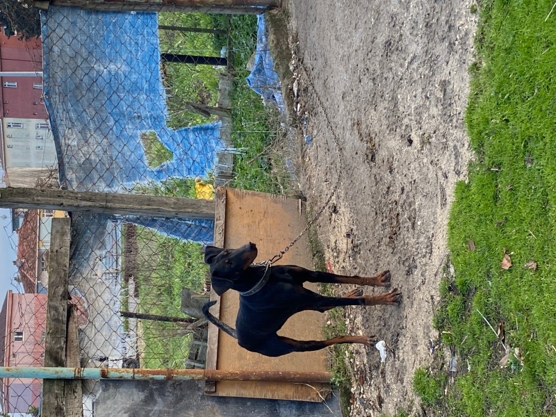 Doberman Pinscher, Köpek  Hera ve zeus fotoğrafı