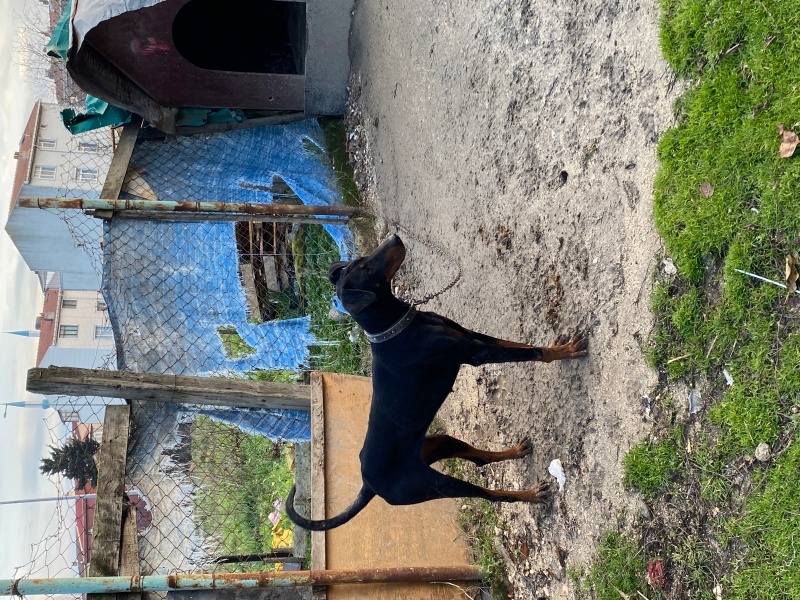 Doberman Pinscher, Köpek  Hera ve zeus fotoğrafı