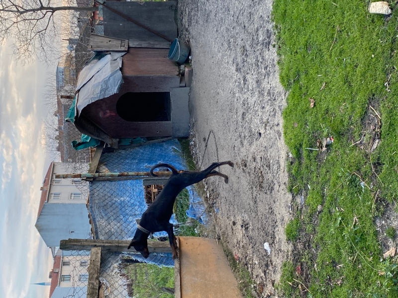 Doberman Pinscher, Köpek  Hera ve zeus fotoğrafı