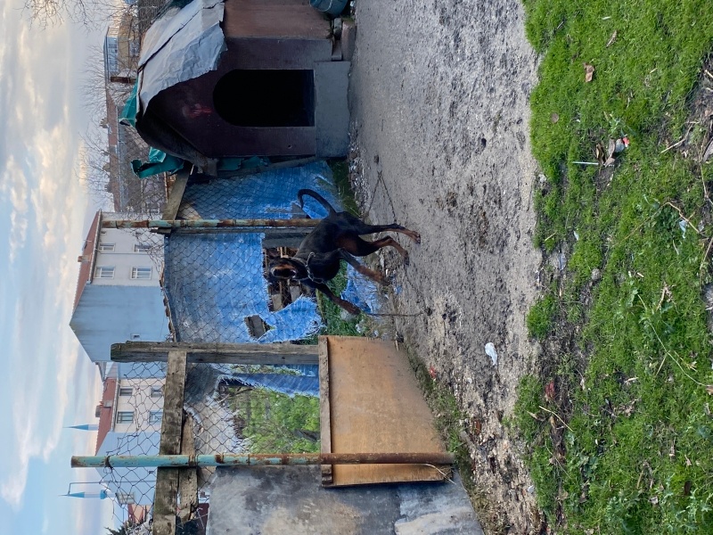 Doberman Pinscher, Köpek  Hera ve zeus fotoğrafı