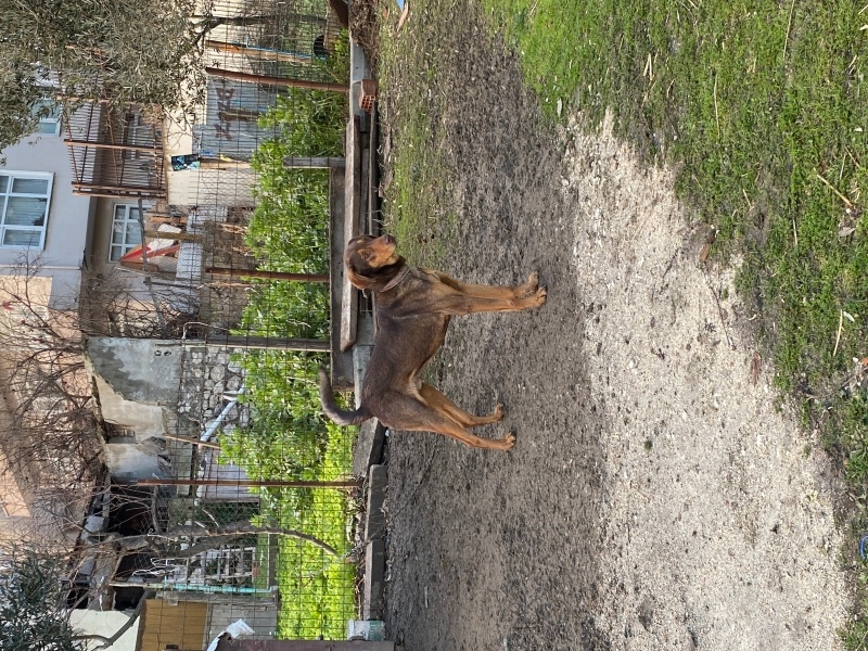 Doberman Pinscher, Köpek  Hera ve zeus fotoğrafı