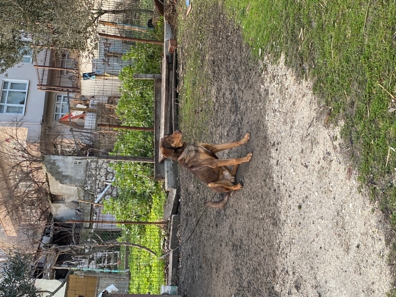 Doberman Pinscher, Köpek  Hera ve zeus fotoğrafı