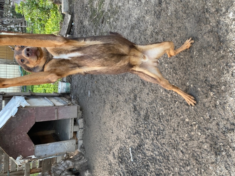 Doberman Pinscher, Köpek  Hera ve zeus fotoğrafı