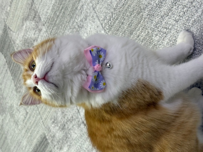 Tekir Kedi, Kedi  Prenses fotoğrafı