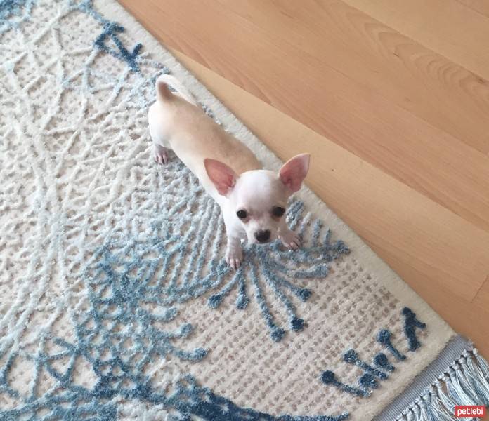 Chihuahua, Köpek  Lidya fotoğrafı