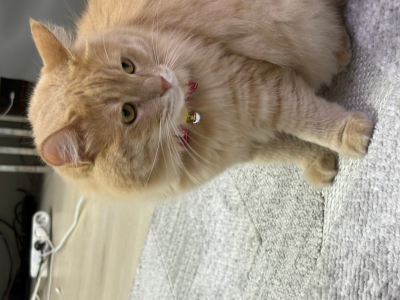 British Longhair, Kedi  Aslan fotoğrafı