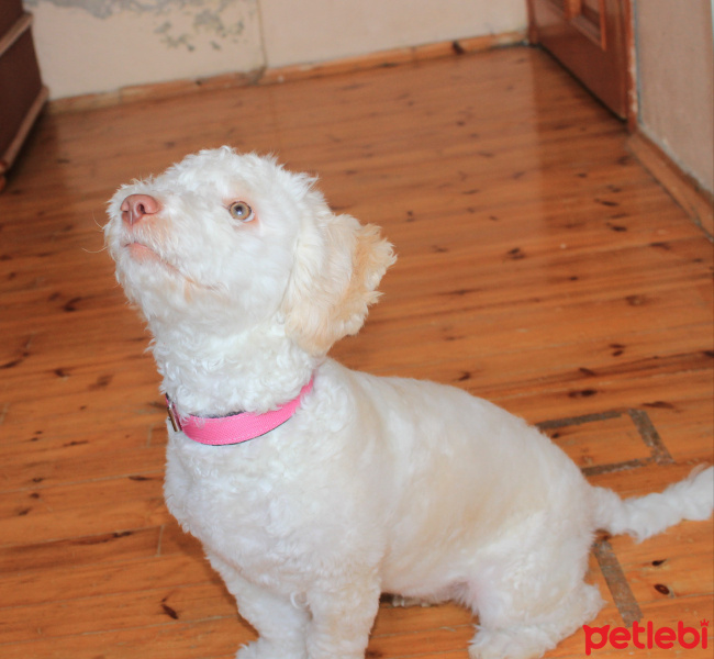 Maltese, Köpek  Sugar fotoğrafı