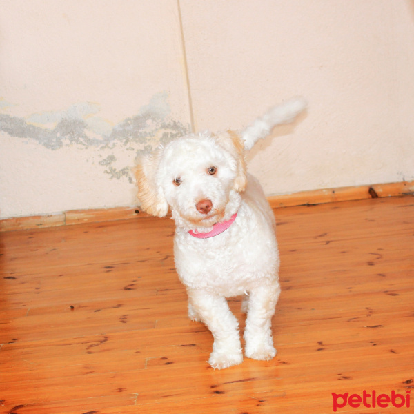 Maltese, Köpek  Sugar fotoğrafı