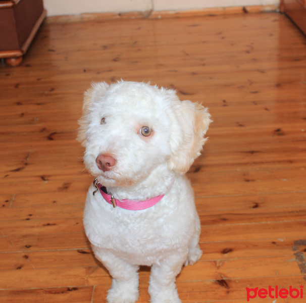 Maltese, Köpek  Sugar fotoğrafı