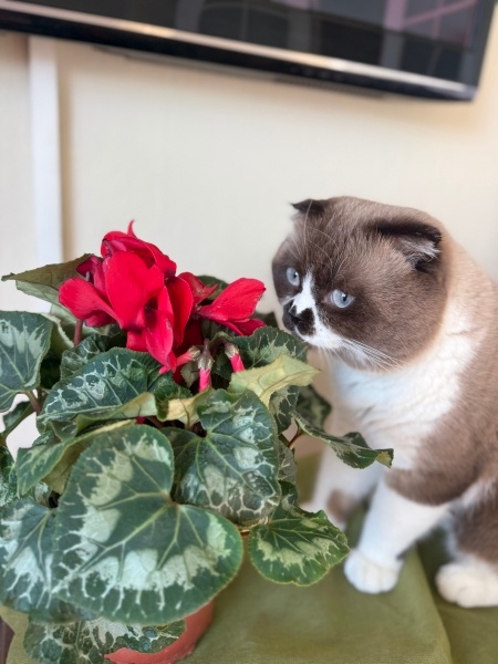 Scottish Fold, Kedi  Leo fotoğrafı