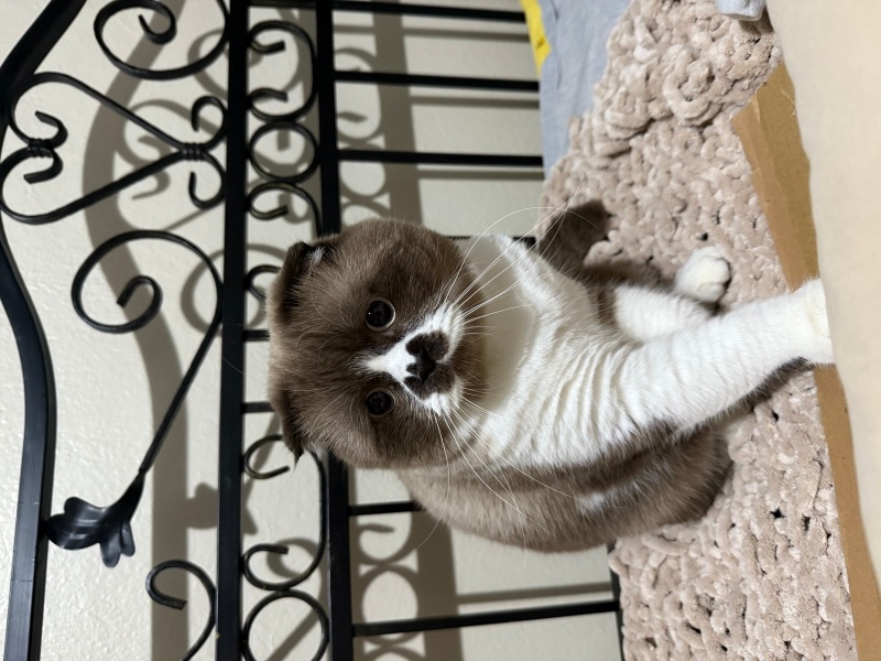 Scottish Fold, Kedi  Leo fotoğrafı