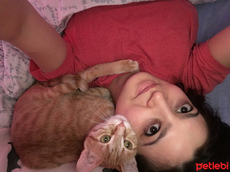 Tekir Kedi, Kedi  Kızım fotoğrafı