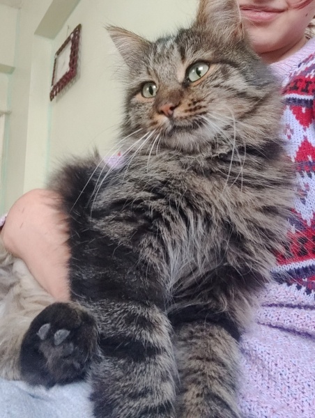 Tekir Kedi, Kedi  Yumak fotoğrafı