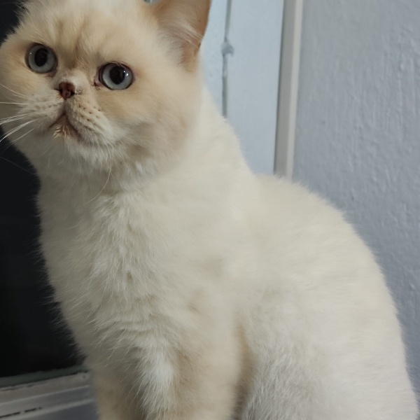 British Shorthair, Kedi  Mercan fotoğrafı