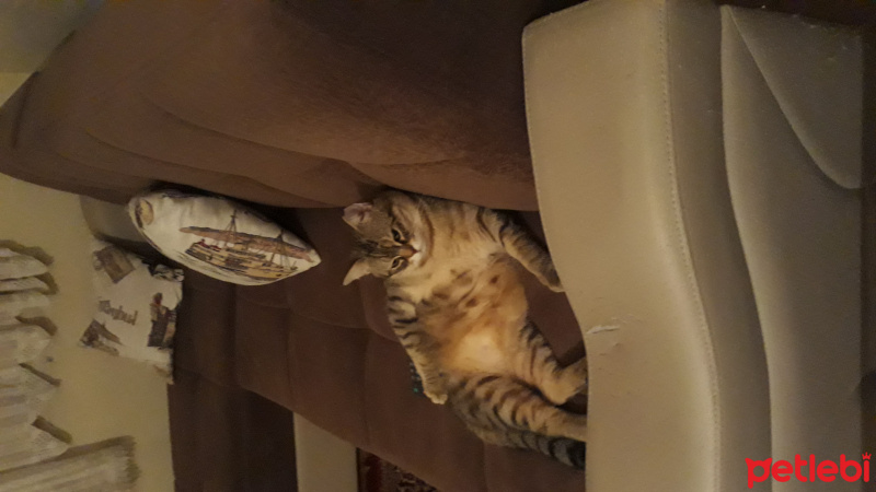 Tekir Kedi, Kedi  Maya fotoğrafı
