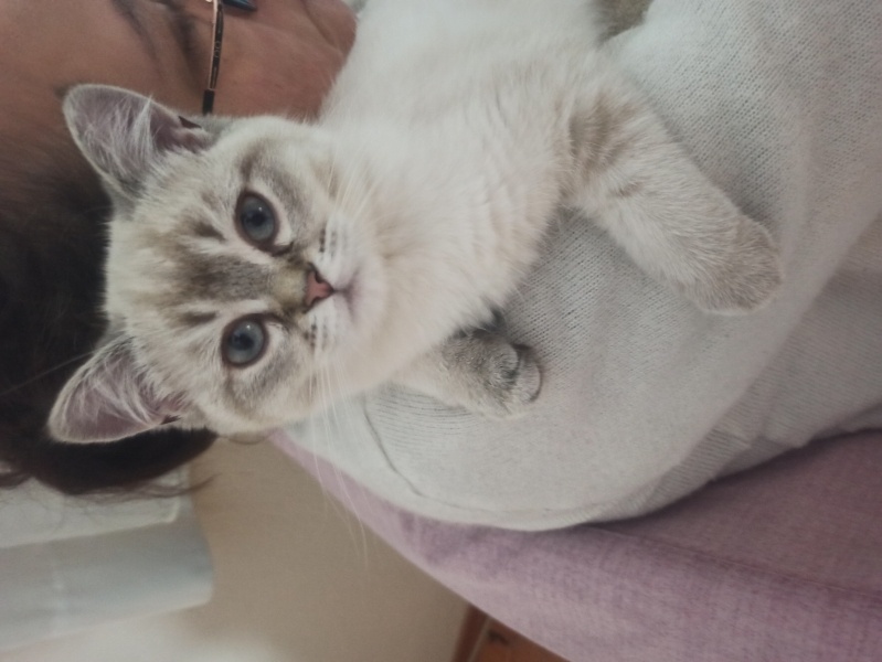 British Shorthair, Kedi  Yummy fotoğrafı