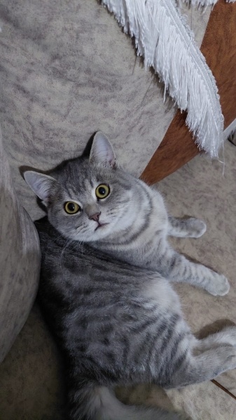 British Shorthair, Kedi  Duman fotoğrafı