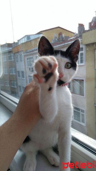 Tuxedo (Smokin) Kedi, Kedi  Tonguç fotoğrafı