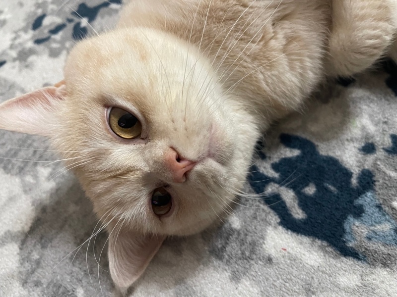 British Shorthair, Kedi  Cücü fotoğrafı
