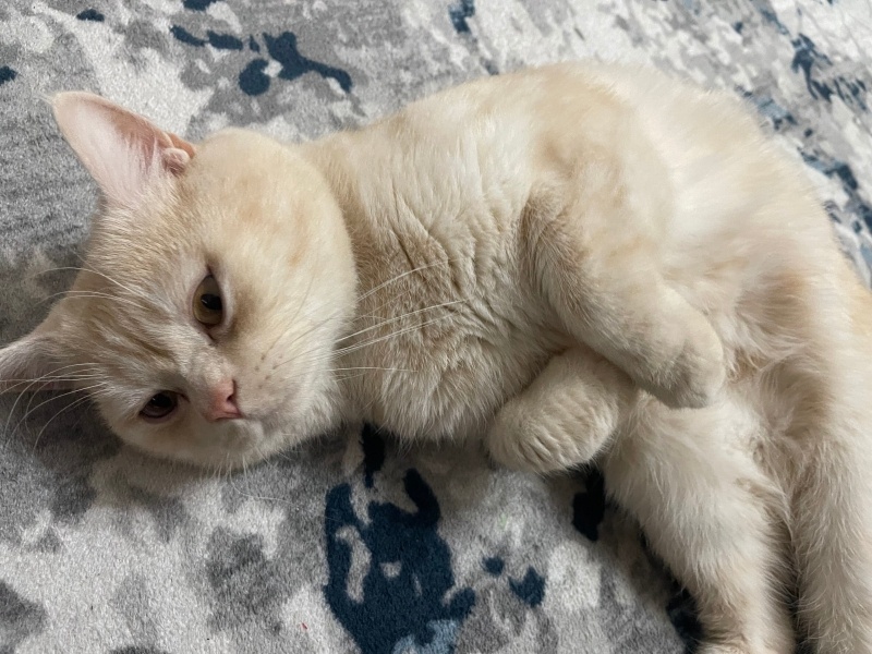 British Shorthair, Kedi  Cücü fotoğrafı