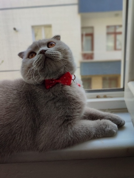 Scottish Fold, Kedi  Bulut fotoğrafı