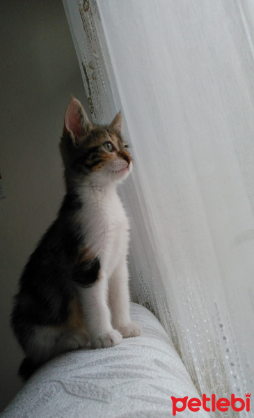 Tekir Kedi, Kedi  Venüs fotoğrafı