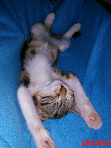 Tekir Kedi, Kedi  Venüs fotoğrafı
