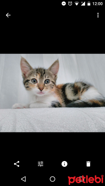 Tekir Kedi, Kedi  Venüs fotoğrafı