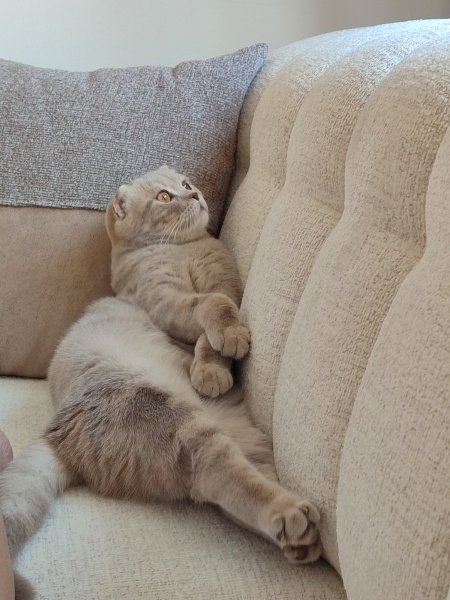 Scottish Fold, Kedi  Dünya fotoğrafı