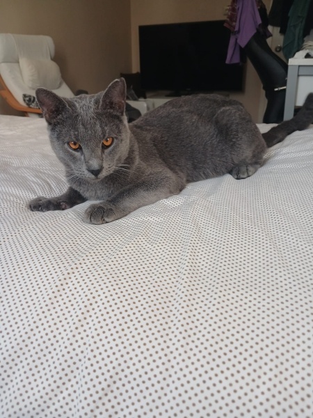 British Shorthair, Kedi  Duman fotoğrafı