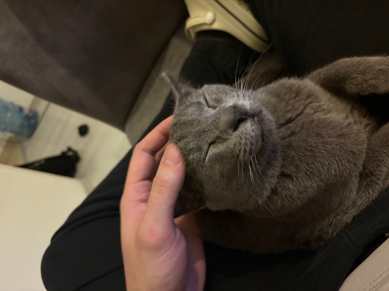 British Shorthair, Kedi  Duman fotoğrafı
