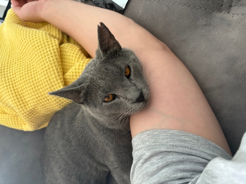 British Shorthair, Kedi  Duman fotoğrafı