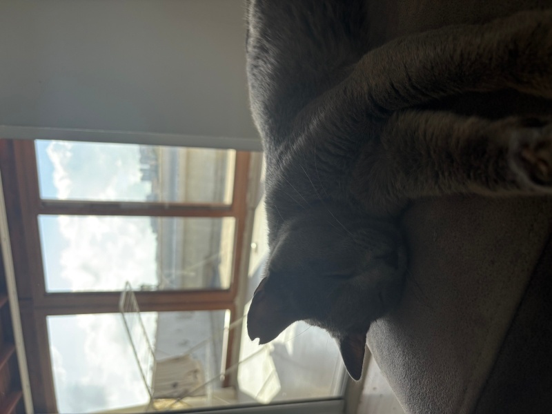 British Shorthair, Kedi  Duman fotoğrafı