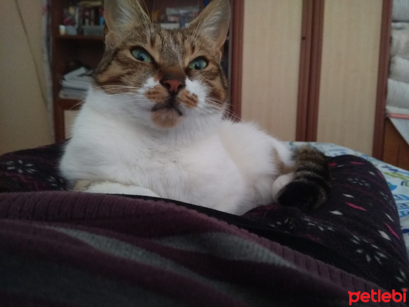 Tekir Kedi, Kedi  Fıstık fotoğrafı
