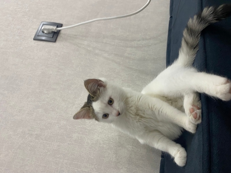 Tekir Kedi, Kedi  Çilek fotoğrafı